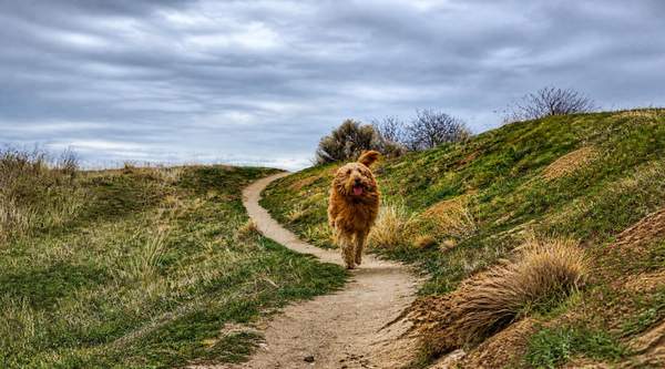 From Boise Greenbelt Walks to Foothill Adventures: Making Outdoor Time Count for Your Dog